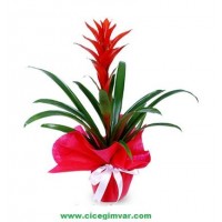 guzmania